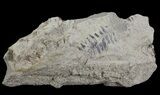 Pecopteris Fern Fossil - Missouri #65958-2